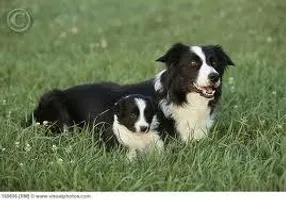 The Dog The Dog