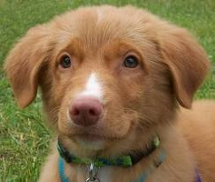 What type of puppy are you? What type of puppy are you?