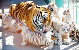 What Wild Cat Are You (1) What Wild Cat Are You (1)