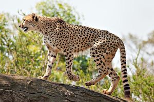 What Big Cat Are You from the Puma Lineage? What Big Cat Are You from the Puma Lineage?