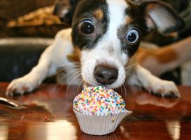 What dog breed are you? (2) What dog breed are you? (2)