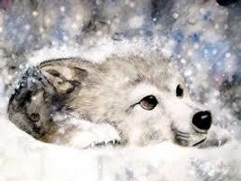 WHAT YOU WOULD LOOK LIKE AS A WOLF WHAT YOU WOULD LOOK LIKE AS A WOLF
