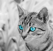 hardest warrior cat quiz ever! hardest warrior cat quiz ever!
