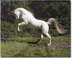 Which horsey sport should you take up? Which horsey sport should you take up?