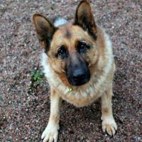Could you look after an Alsatian? Could you look after an Alsatian?