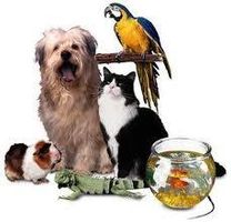 Are you a Dog, Cat, Guinea Pig or Bird? Are you a Dog, Cat, Guinea Pig or Bird?