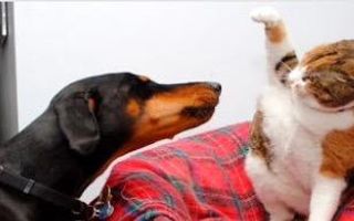 Would you have a dog or cat? Would you have a dog or cat?