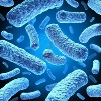 Antibacterial chemotherapy Antibacterial chemotherapy