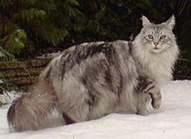 Name the Cat Breed Name the Cat Breed