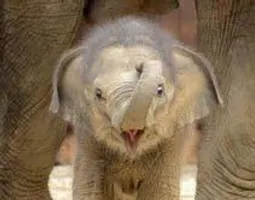What animal are you? (9) What animal are you? (9)