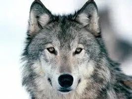 What Wolf Pack are you in? What Wolf Pack are you in?