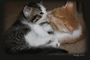 would i snog you (guys only cauze i am a girl) would i snog you (guys only cauze i am a girl)