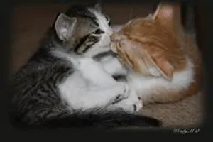 would i snog you (guys only cauze i am a girl) would i snog you (guys only cauze i am a girl)
