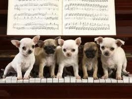 how well do you know the breed? - Chihuahua how well do you know the breed? - Chihuahua