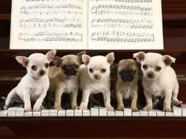 how well do you know the breed? - Chihuahua how well do you know the breed? - Chihuahua