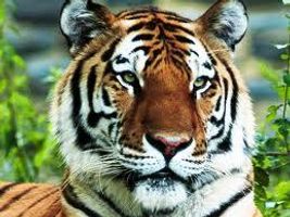 What animal is your personality? What animal is your personality?