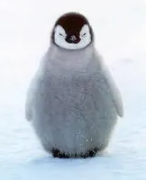 Which Animal Are You (1)