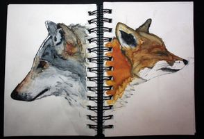A wolf or fox? A wolf or fox?