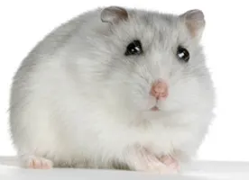 what one of my hamsters are you?