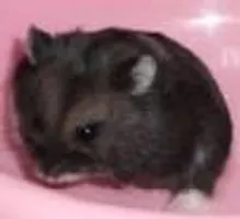 Are you ready to get a Hamster Are you ready to get a Hamster