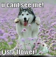 What role do you play in your dog's life? What role do you play in your dog's life?