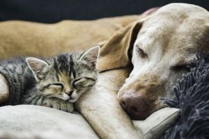 Discover Your Dog's Personality! Discover Your Dog's Personality!