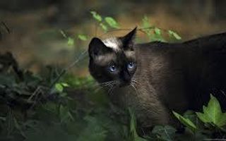 What Is The Second Part Of Your Warrior Cat Name? What Is The Second Part Of Your Warrior Cat Name?