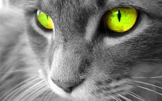 Which cat from my made-up clan, SpottedClan, are you most like? Which cat from my made-up clan, SpottedClan, are you most like?