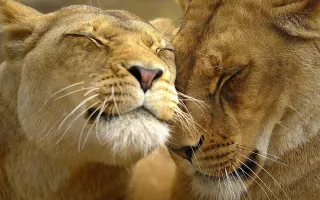 How do you show your affection for other people? How do you show your affection for other people?