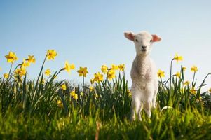 What farm animal are you? What farm animal are you?