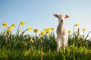 What farm animal are you? What farm animal are you?