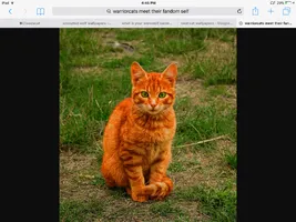 How well do you know warriorcats? Part 2 How well do you know warriorcats? Part 2