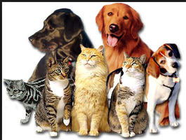 What are you? Dog or cat?