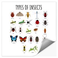 Which Insect Are You? (2) Which Insect Are You? (2)