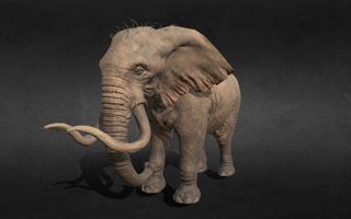 Elephant Trivia Challenge Elephant Trivia Challenge