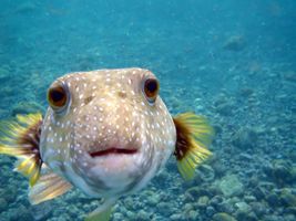 Which Fish Are You? Which Fish Are You?
