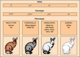 What Rabbit Personality Are You? What Rabbit Personality Are You?
