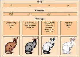 What Rabbit Personality Are You? What Rabbit Personality Are You?