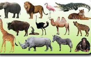 What is your spirit animal? (11) What is your spirit animal? (11)