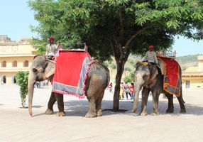 Which Elephant Personality Are You? Which Elephant Personality Are You?