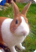 What rabbit is that? What rabbit is that?