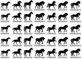 Find your dream horse in 10 questions Find your dream horse in 10 questions