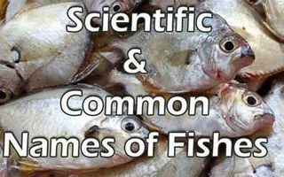 Which Fish are You? (1) Which Fish are You? (1)