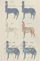 Test Your Knowledge on Centaurs Test Your Knowledge on Centaurs