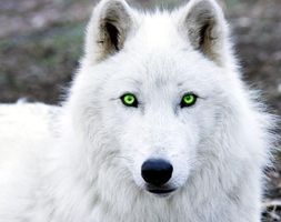 What gnaw wolf of the Beyond are you? What gnaw wolf of the Beyond are you?