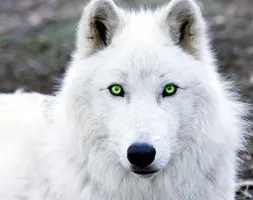 What gnaw wolf of the Beyond are you? What gnaw wolf of the Beyond are you?