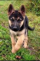 Does Forest the Puppy like you? Does Forest the Puppy like you?