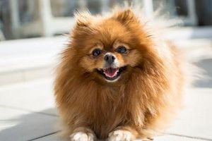 How to take care of a puppy? ( dog ) How to take care of a puppy? ( dog )