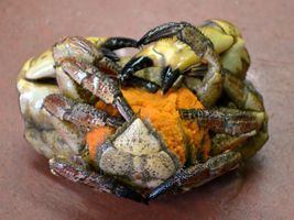 Unshell Your Inner Crustacean Unshell Your Inner Crustacean