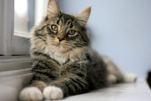 What's Your Cat Personality? What's Your Cat Personality?